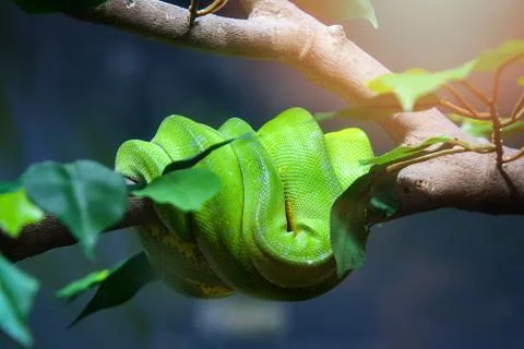 Snake of green tree python lying on tree branch / Morelia viridis - selective Foto stock