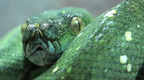 Snake, green tree python video close up, Morelia Viridis 스톡 동영상 68728077