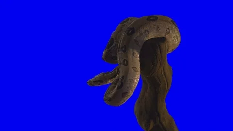 Snake Greenscreen Vidéo 82669344