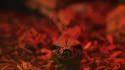 Snake on the ground Stock Footage 99889246