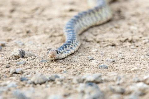 A snake is on the ground, looking up at the camera Stock Photos