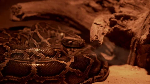 Snake on ground in nature Stock-Footage 219843475
