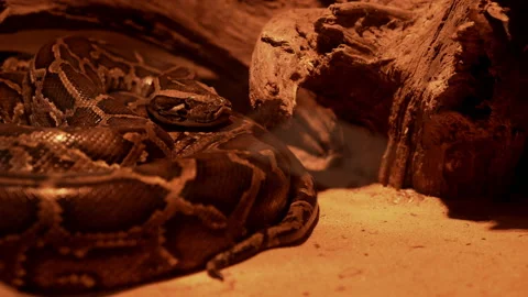 Snake on ground in nature Stock Footage 219843508