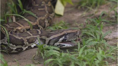 A snake on the ground in an outdoor setting Stock Footage 278703406