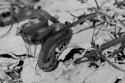 Snake on the ground Free Stock Photos