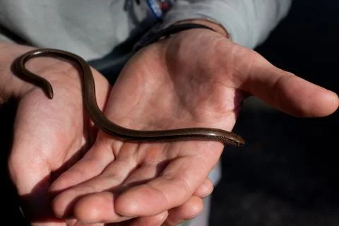 Snake in hand Stock Photos