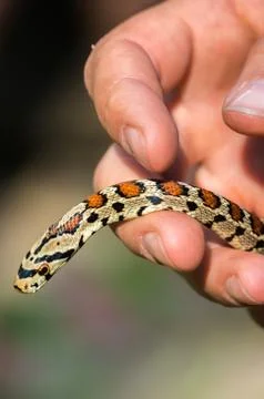 Snake in hand Stock Photos