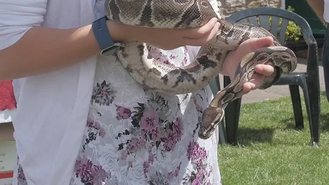 Snake Handheld 2 Stock Footage 79632354