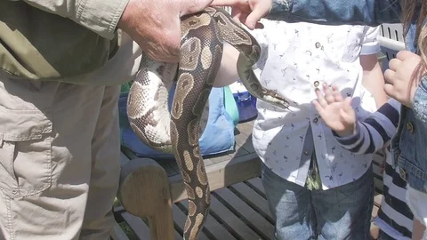 Snake Handheld 5 Stock Footage 79632265