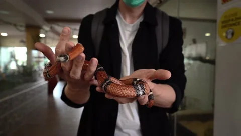 Snake in hands. Video stock 198740865