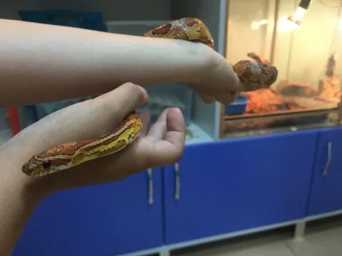 Snake in hands Stock Photos