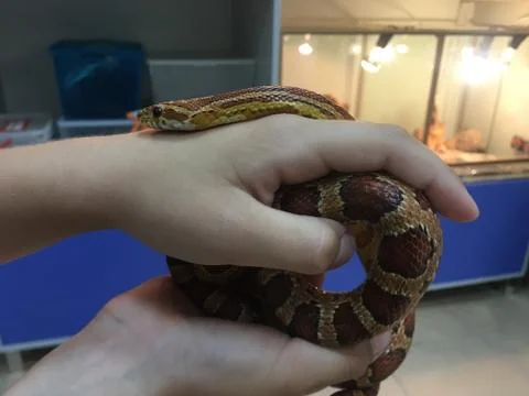 Snake in hands Stock Photos