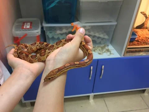 Snake in hands Stock Photos