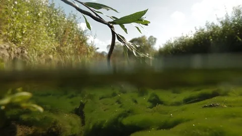 Snake hanging from the branches Stock Footage 71963658