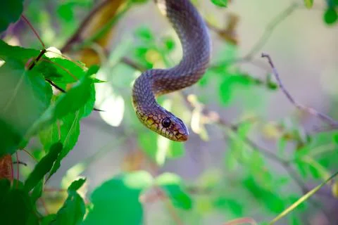 Snake hanging from the branches of a tree Stock Photos
