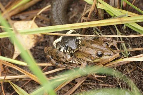 The snake has caught a huge toad Stock Photos