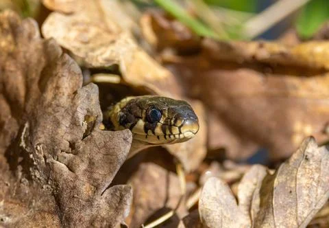 A snake that has poked its head out through the dry foliage Stock Photos