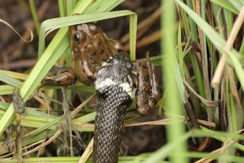 The snake has seized the big frog Stock Photos