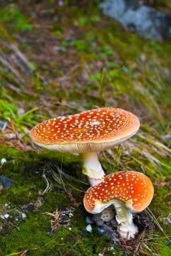 Snake hat mushroom Stock Photos