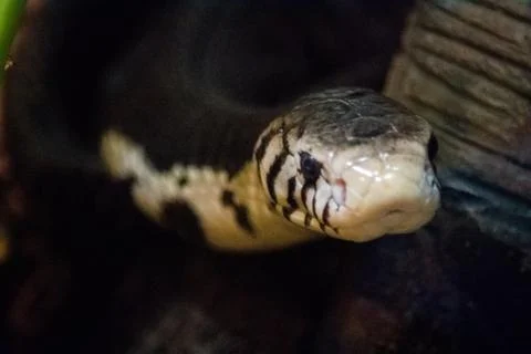 A snake having a staring contest Stock Photos