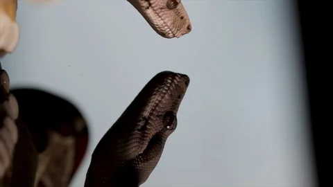 Snake head and eyes close up. Scary reptile snake phobia. Small python portrait  Stock Footage 113000643