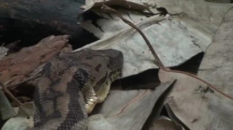 Snake head close up Video stock 10824309