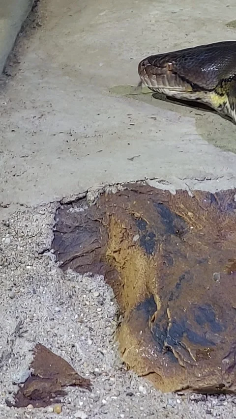 Snake Head Close Up Video stock 253224406