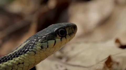 Snake head close up. Gardner snake portrait against a brown background. Nature c Stock Footage 106828939