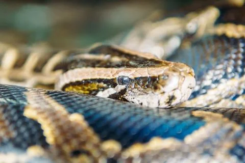Snake Head Closeup Foto stock