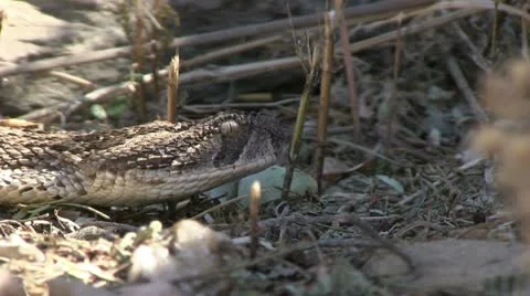 Snake head, defending position, close up Stock Footage 12148326