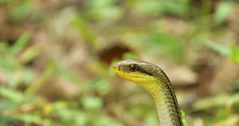 Snake head Vídeos de archivo 252354758