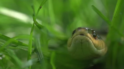 Snake Head in the Grass - Super Slow Motion Video stock 51224046
