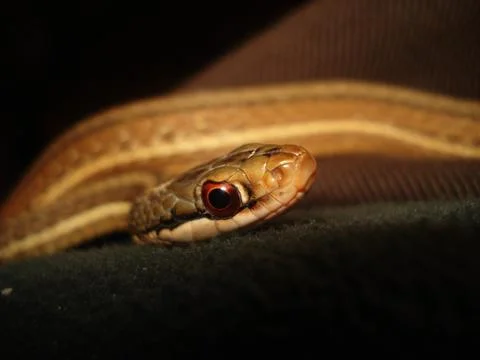 Snake head Foto stock