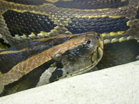 Snake head Stock Photos