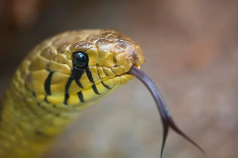 Snake Head 写真素材