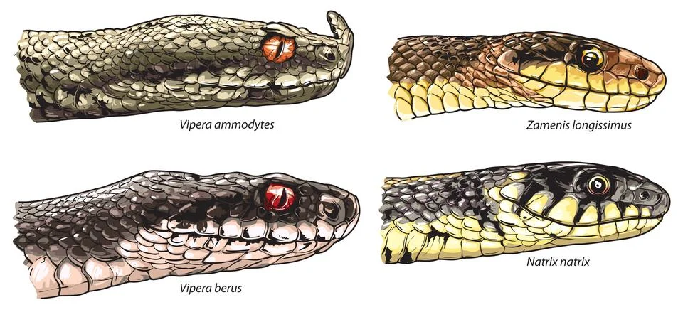 Snake heads Stock Illustration