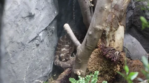The snake hid in the rocks Stock Footage 288005606