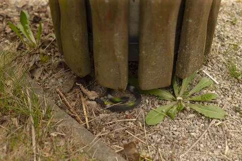 Snake hidden beneath trash with spotted pattern amid rocks and weeds Stock Photos
