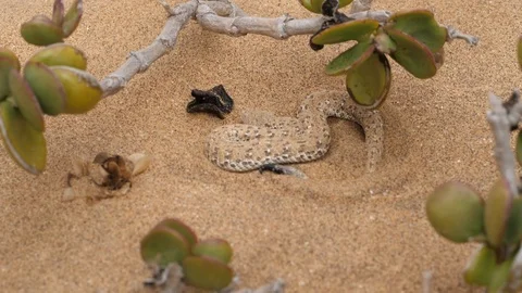 Snake hides in Namib desert, Namibia, Africa in HD slowmotion Stock Footage 91224626