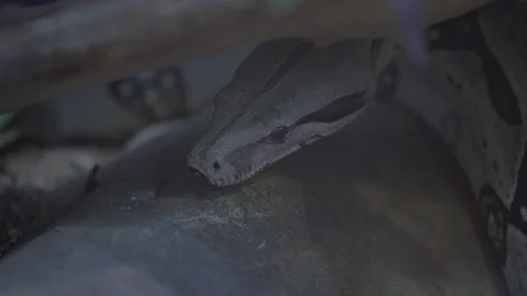 Snake hiding behind a tree trunk Stock Footage 110903489