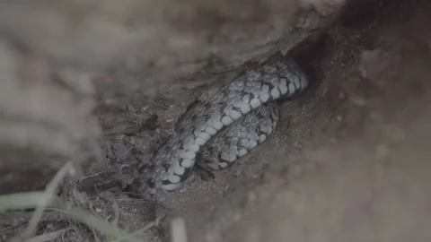 The snake is hiding Stock Footage 188526621