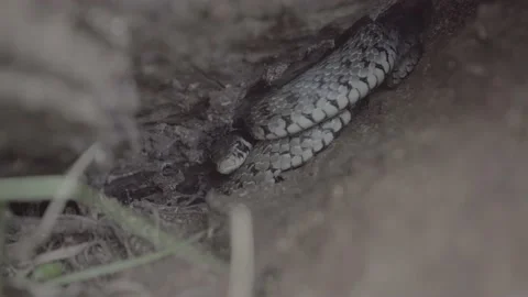 The snake is hiding Stock-Footage 188526758
