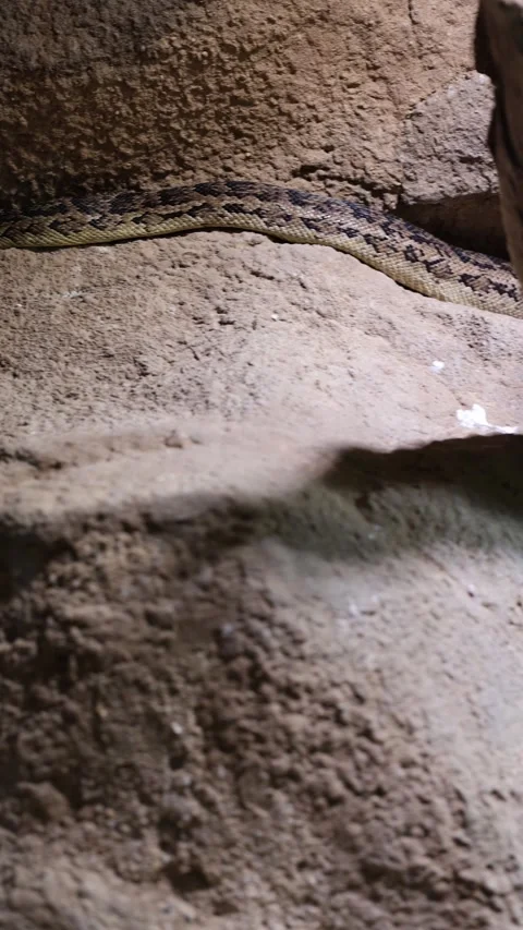 Snake hiding in rocks vertical video Stock Footage 288010234