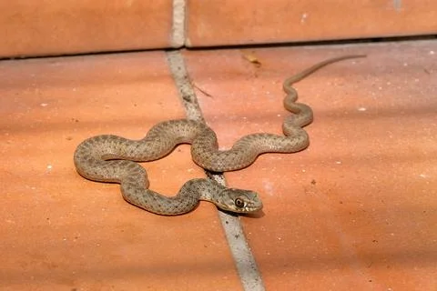 Snake in the house Stock Photos