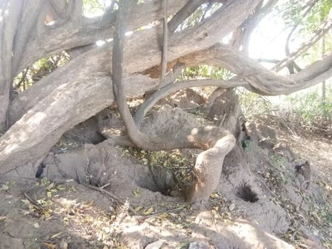 Snake house under the tree Stock Photos