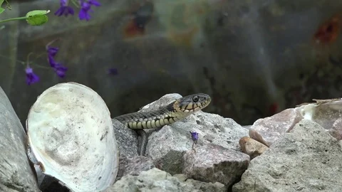 Snake on the hunt. Video stock 81355788