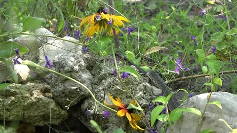 Snake on the hunt. Stock Footage 81355789