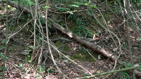 Snake on the hunt 動画素材 280296874