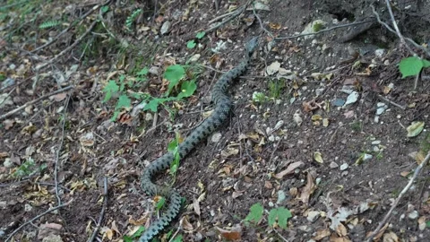 Snake on the hunt 動画素材 280297221