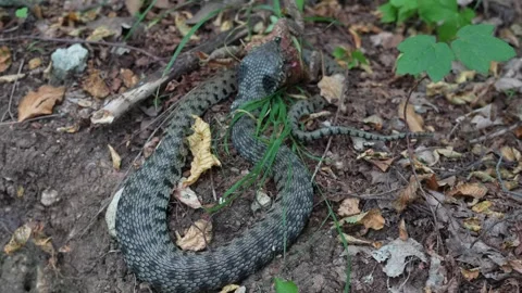 Snake on the hunt Stockbeeldmateriaal 280297222